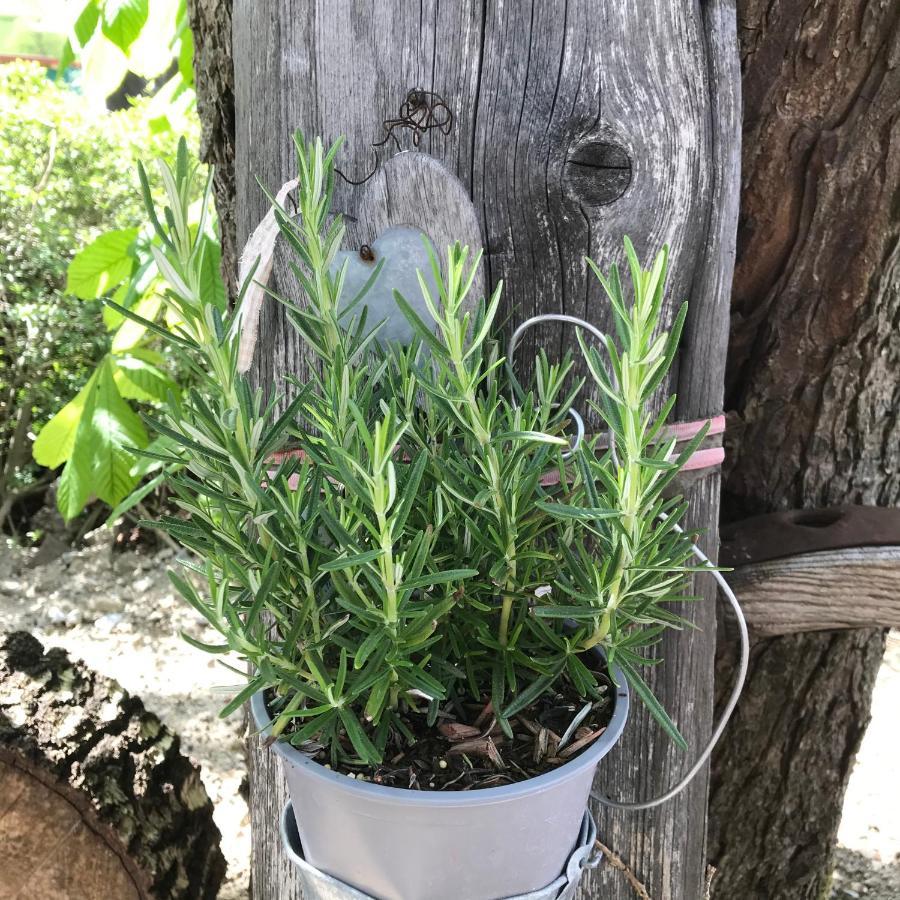 Zur Neuen Post Landgasthof Herzogsreut Bagian luar foto