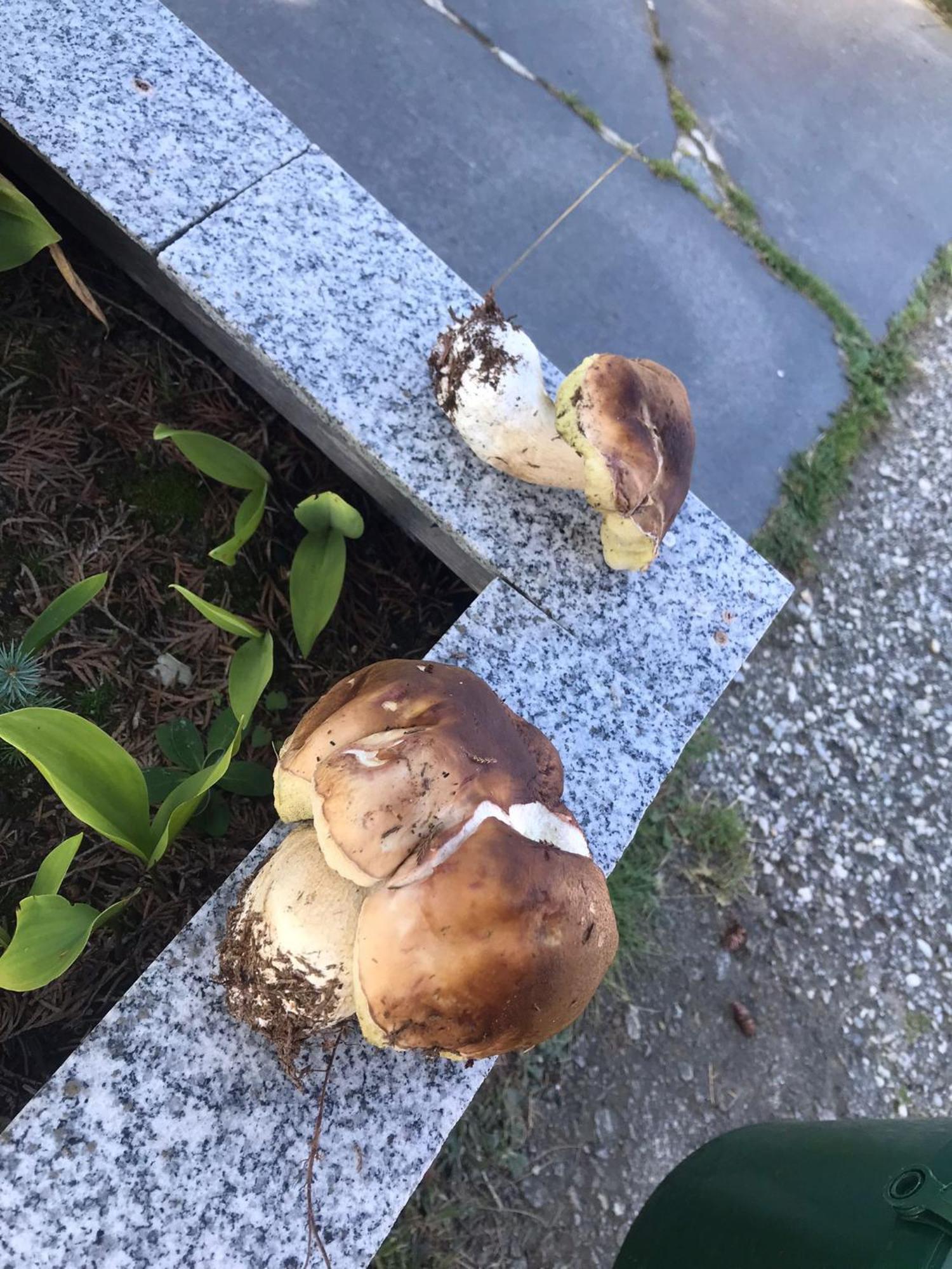 Zur Neuen Post Landgasthof Herzogsreut Bagian luar foto